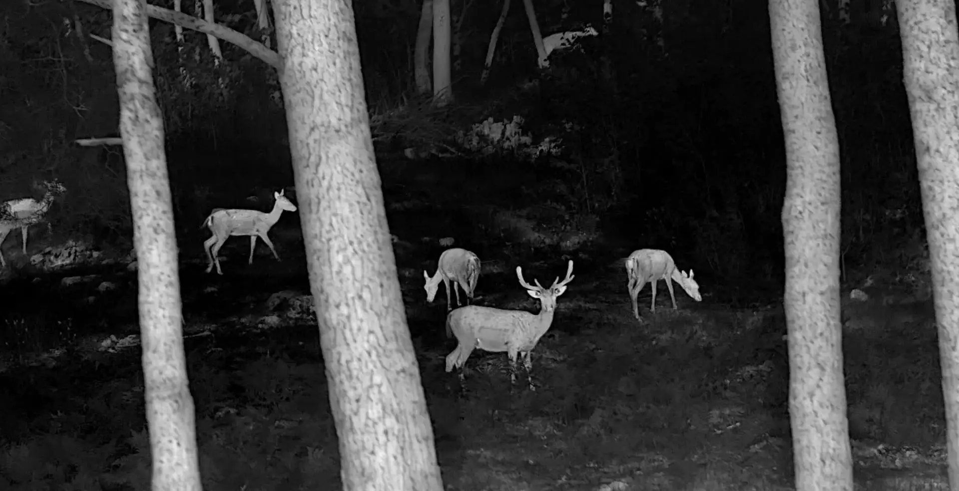 Deer captured via thermal imaging device